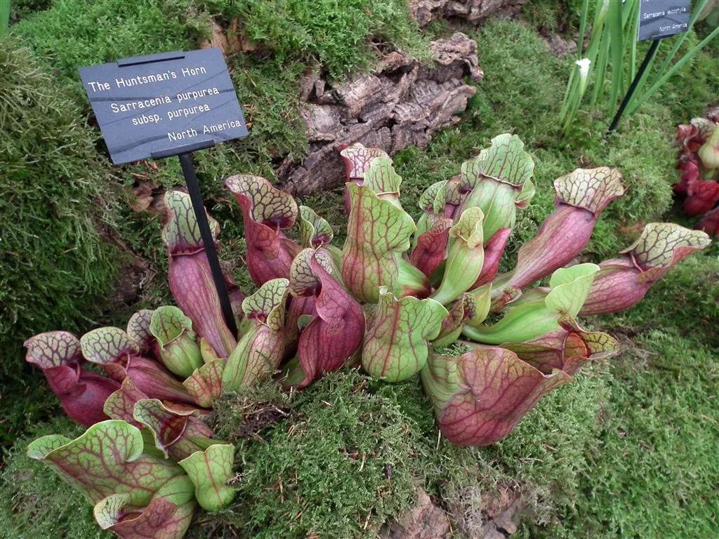 Floral marquee in the long water area 56